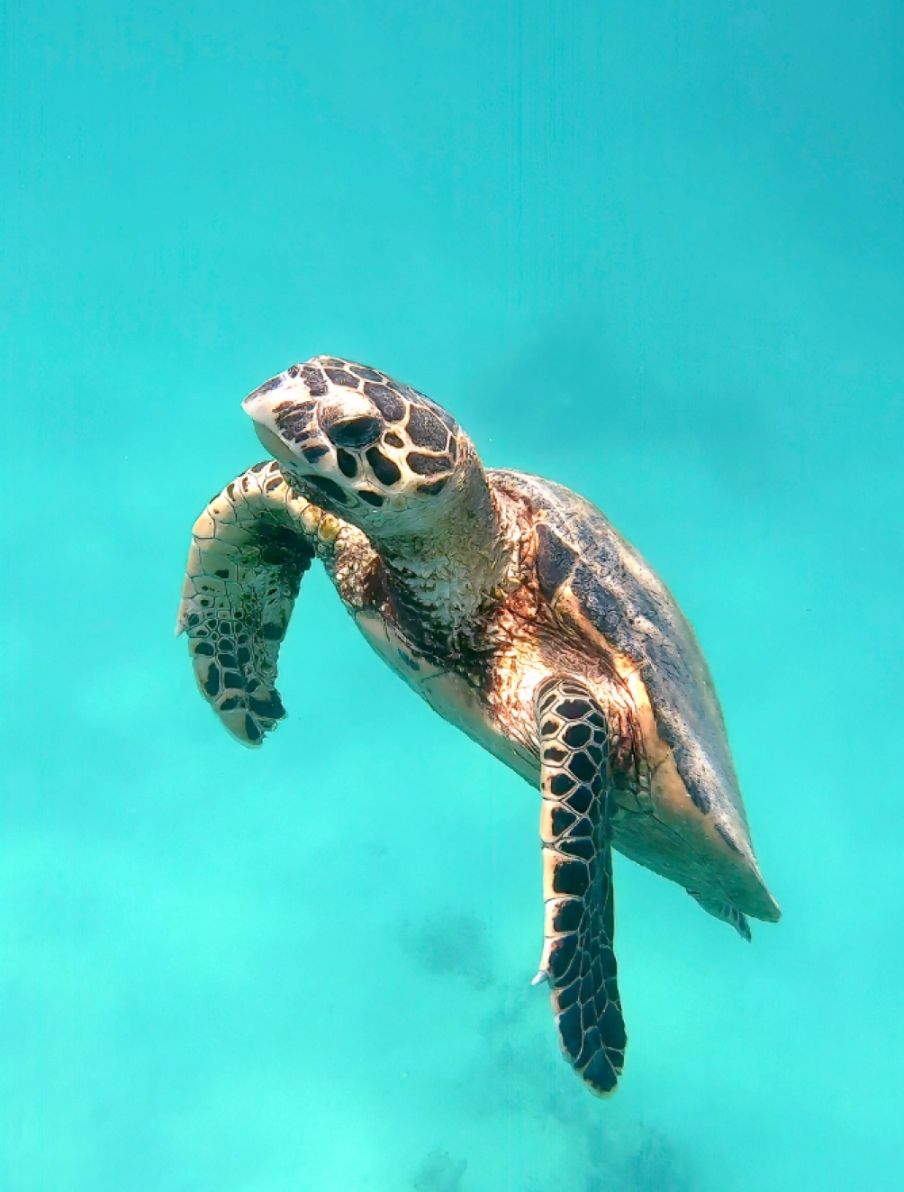 Zante Turtle Island